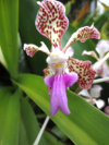 Orchideenessenzen