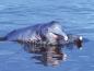 Preview: Esencia de Delfín Rosado del Amazonas