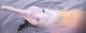 Preview: Le pendentif "Dauphin rose" - Rosa Amazonasdelphin Anhänger