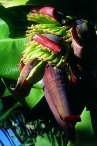 Bananen-Blütenessenz