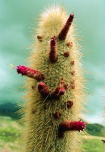 Aura-reinigende Kaktus-Essenz - Aura-cleansing cactus