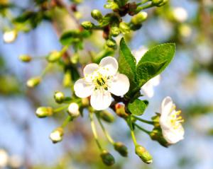 Cherry Plum Bachflower Essence