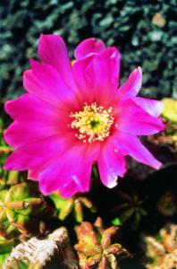 Beauty Cactus - Innere Schönheit