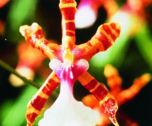 Orquídea color