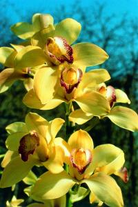 Esencia de Orquídea coordinación