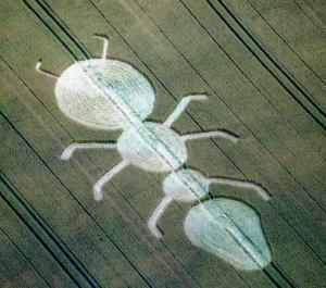 12.) Ant, Henwood, UK (1997)