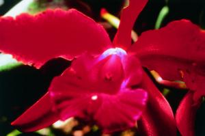 Heart Orchidee