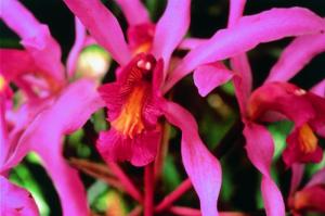 HIGHER-SELF-ORCHID / Orquídea del ser superior