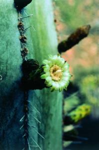 Noble Heart Cactus