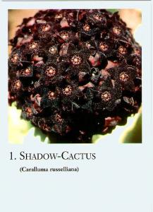 Cactus carte / 20 pcs.