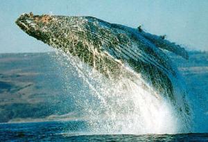 Humpback Whale Essence