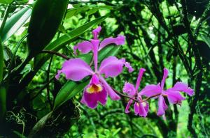 FÜLLHORN CATTLEYA / Esencia de Orquídea cuerno de la abundancia