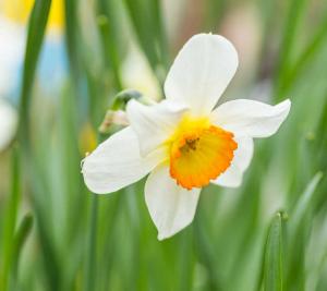 Petticoat daffodil - Reifrocknarzisse