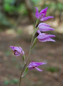 Cephalanthera Orchid - Rotes Waldvögelchen