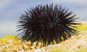 Sea Urchin - Seeigel