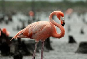 Flamant des Caraïbes ou flamant rouge - Flamingo