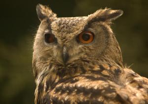 Eagle owl - Uhu