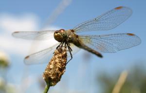 Dragonfly - Libelle