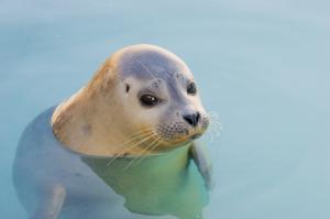 Seal - Seehund