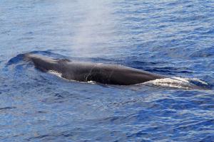 Rorcual común o ballena de aleta  - Finnwal