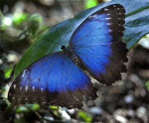Esencia de Mariposa Morpho peleides o Morfo azul - Morpho Falter