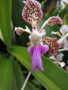 Fun Orchidee