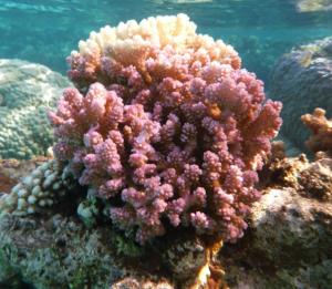 Hood Coral - Griffelkoralle