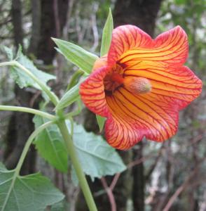 Canary island bellflower - Kanarische Kletterglockenblume