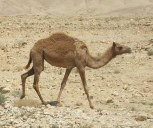 Camello -  Kamel