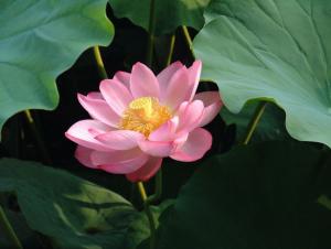 Lotus Blütenessenz