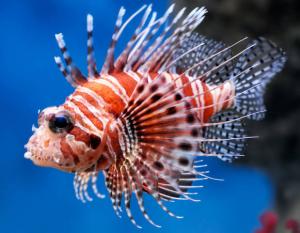 Lionfish - Rotfeuerfisch