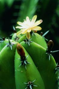 Blueberry Cactus - Heidelbeerkaktus
