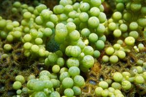 Meeres Essenzen Alge