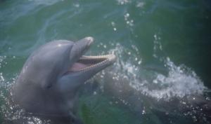 Die Energie eines Delfines