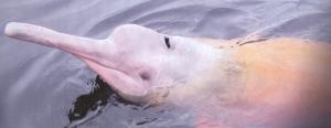 Le pendentif "Dauphin rose" - Rosa Amazonasdelphin Anhänger