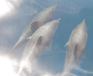 Delfintherapie, Delfine treffen