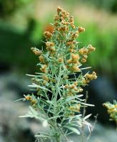 Artemisia - Kanarischer Wermut