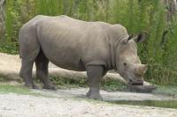 Rhinocéros - Nashorn