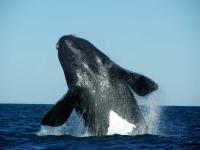 Right whale - Glattwal