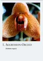 Cartes d'orchidée d'Amazonie 20 pièces